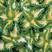 White Green Coleus for Planting Long Bloom Season Heirloom & GMO Free Seeds for Home Garden
 
 Sale