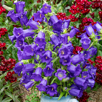 Heirloom non-GMO Campanula Bellflower flowering plants suitable for outdoor gardens.