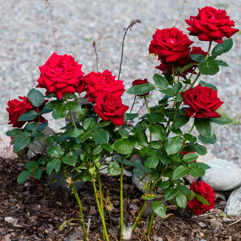 Hybrid Tea Rose Flower seeds for Planting Low Maintenance Heirloom & GMO Free Seeds for Home Garden