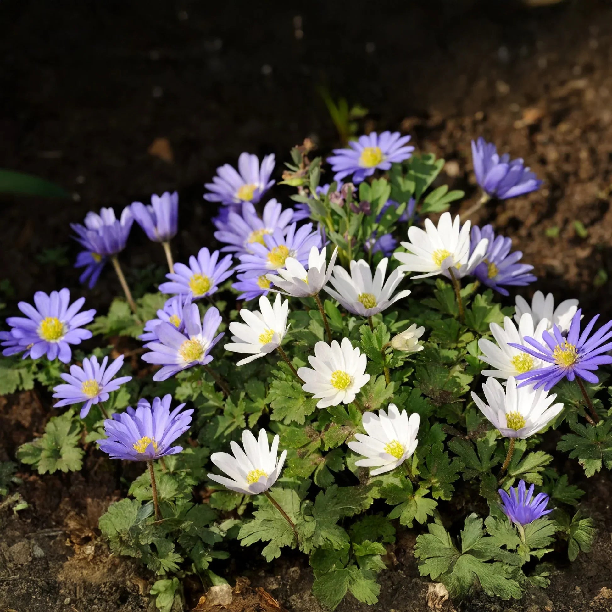 Anemone Blanda Flutter Mix spring blooms in a colorful garden setting