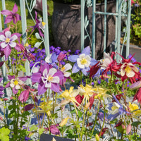 Columbine McKana Giants flower seeds for colorful perennial garden blooms