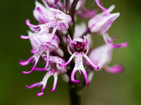 Monkey Face Purple Flower seeds for Planting Cottage Garden Essential Heirloom & GMO Free Seeds for Home Garden
 
 Sale