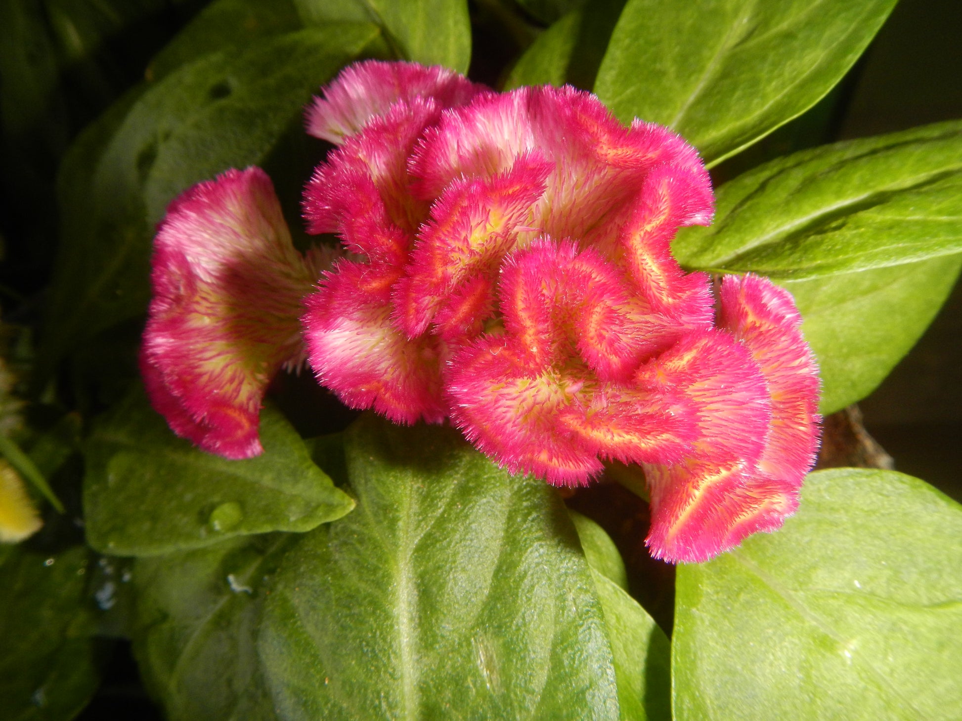 Brain Celosia Celosia cristata Dark Pink Seeds for Planting tropical garden flower bed