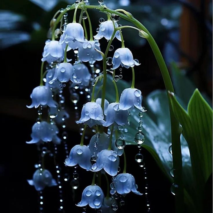 Blue Lily of the Valley flowers growing in a garden