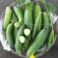 Diva Hybrid Cucumber Seeds Garden Vegetable for Home Planting