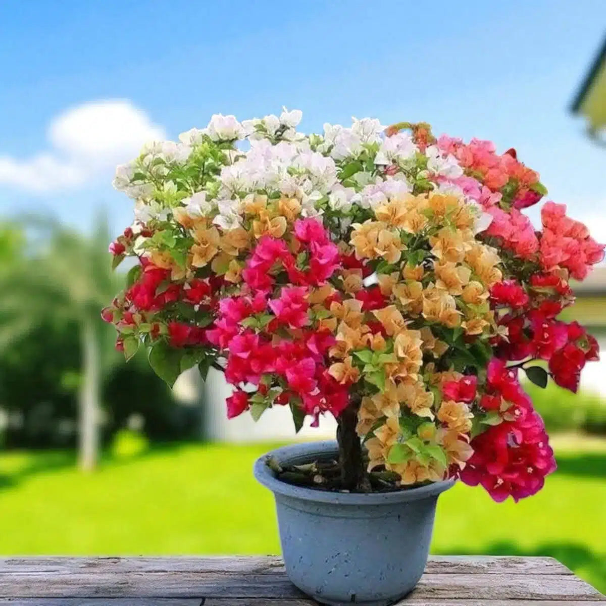 Bougainvillea Mixed Colors Flower Seeds for Planting