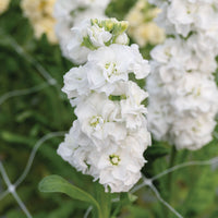 White Evening Stock Flower seeds for Planting - Fragrant Blossoms, Heirloom & GMO Free Seeds for Home Garden