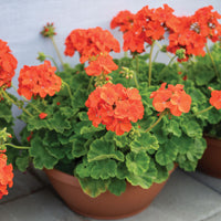 Geranium Light Orange Flower seeds for Planting - Cut Flower Favorite, Heirloom & GMO Free Seeds for Home Garden