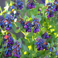 Blue Cerinthe Flower Planting Seeds