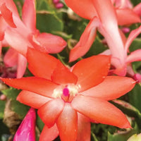 Zygocactus Peach Flower seeds for Planting - Low Maintenance, Heirloom & GMO Free Seeds for Home Garden