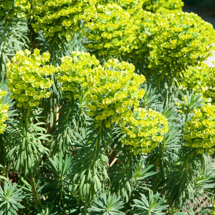 Mediterranean Spurge Flower seeds for Planting Cut Flower Favorite Heirloom & GMO Free Seeds for Home Garden
