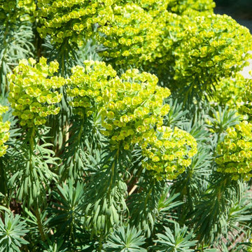 Mediterranean Spurge Flower seeds for Planting Cut Flower Favorite Heirloom & GMO Free Seeds for Home Garden