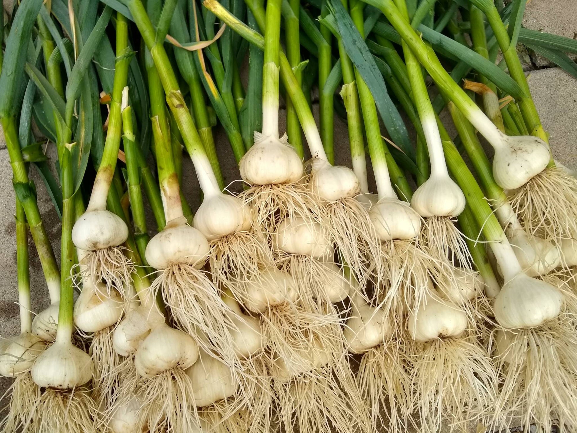 Fresh garlic planting bulbs arranged for outdoor vegetable garden growing.