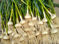 Fresh garlic planting bulbs arranged for outdoor vegetable garden growing.