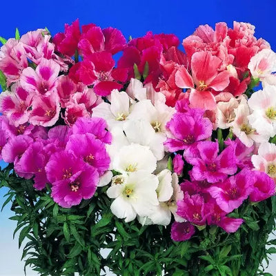 100 Pcs