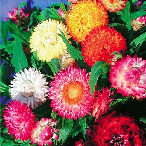 Helichrysum Flower seeds for Planting Perfect for Borders Heirloom & GMO Free Seeds for Home Garden