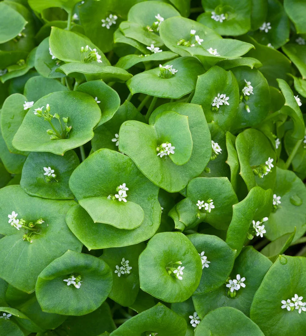 Winter Purslane Salad plants growing with fresh green leaves in a garden.