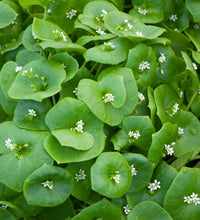 Winter Purslane Salad plants growing with fresh green leaves in a garden.