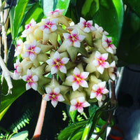 Hoya Carnosa Flower seeds for Planting - Perfect for Borders, Heirloom & GMO Free Seeds for Home Garden