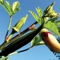 Okra Blue Seeds for Easy Planting