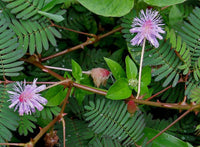 Mixed Schrankia Uncinata Flower seeds for Planting - Cottage Garden Essential, Heirloom & GMO Free Seeds for Home Garden
 
 Sale for planting in home garden.