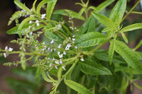 Lemon Verbena plant growing with vibrant green aromatic leaves
