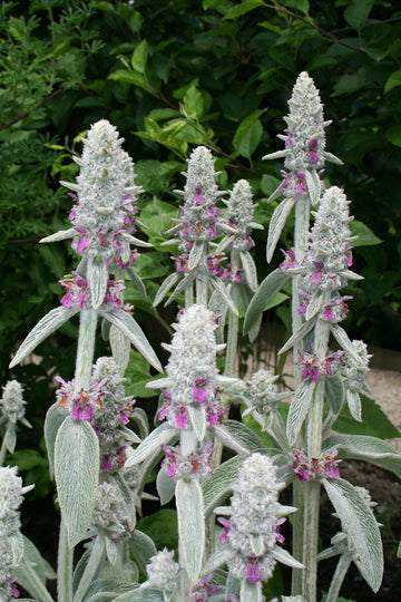 Gray Lambs Ear Flower seeds for Planting - Perfect for Borders, Heirloom & GMO Free Seeds for Home Garden