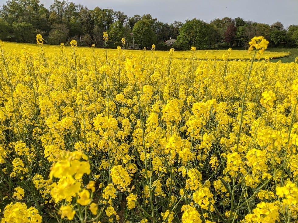 Yellow Rape Flower seeds for Planting - Fragrant Blossoms, Heirloom & GMO Free Seeds for Home Garden