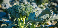 Green broccoli plants growing in a sunny garden bed.
