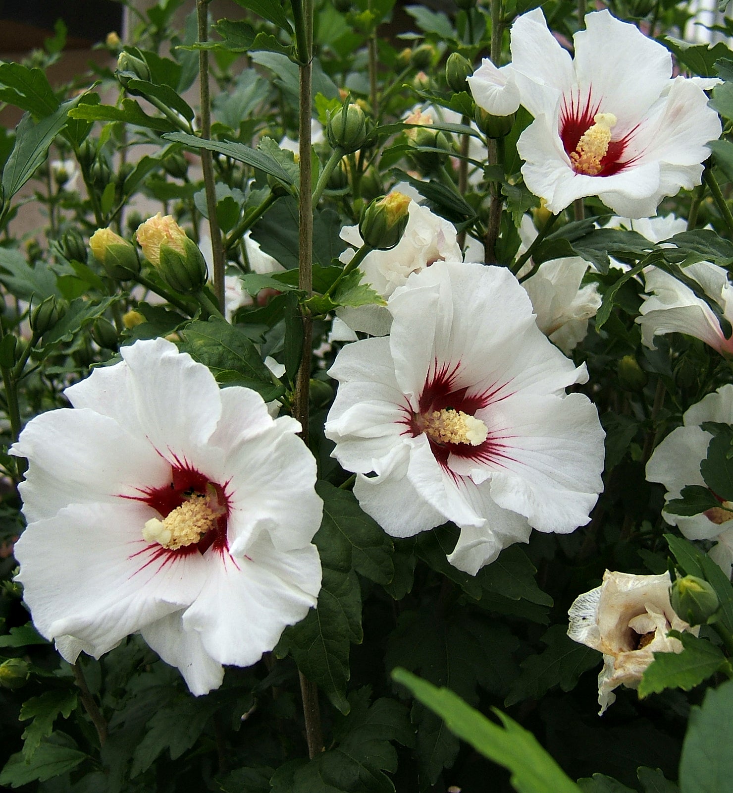 Syriacus Flower Seeds for Planting , Premium Hibiscus Syriacus Seeds