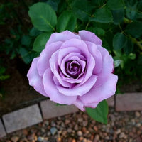 Sterling Silver Rose Flower seeds for Planting Sun Loving Heirloom & GMO Free Seeds for Home Garden