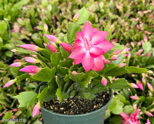 Pink Zygocactus Truncatus Flower seeds for Planting - Premium Quality, Heirloom & GMO Free Seeds for Home Garden