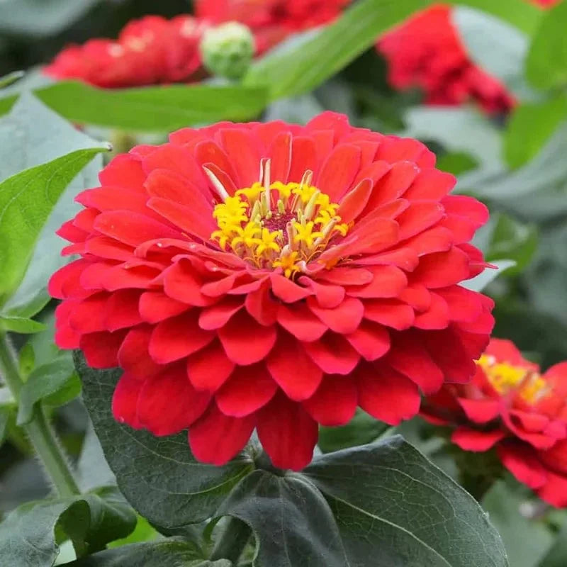 Red Zinnia Flower seeds for Planting Bright Blooms Heirloom & GMO Free Seeds for Home Garden
 
 Sale