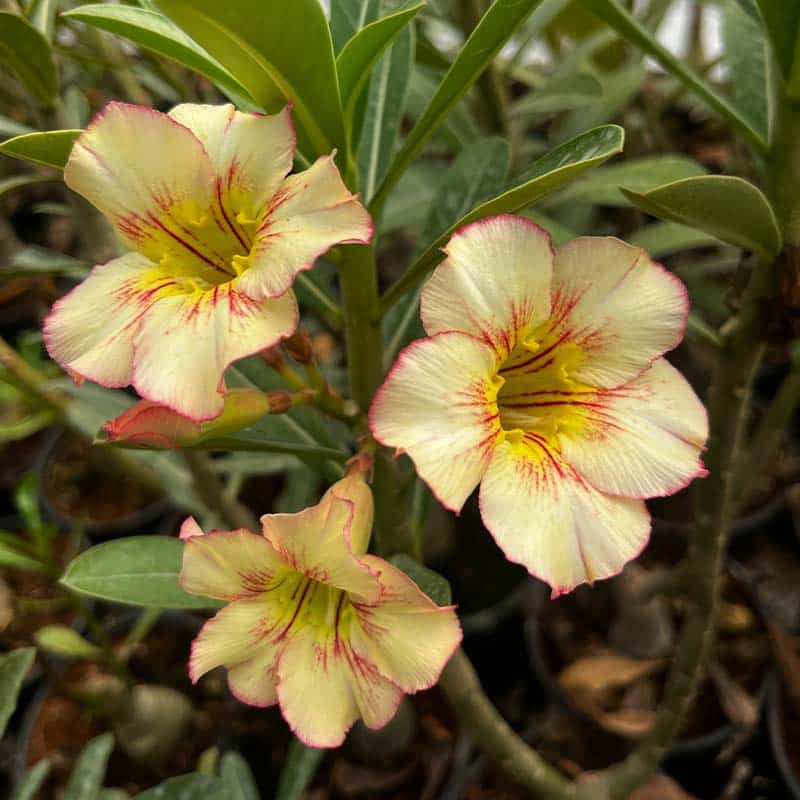 Pink Yellow Adenium Obesum Seeds for Planting Premium Quality Heirloom & GMO Free Seeds for Home Garden
 
 Sale
