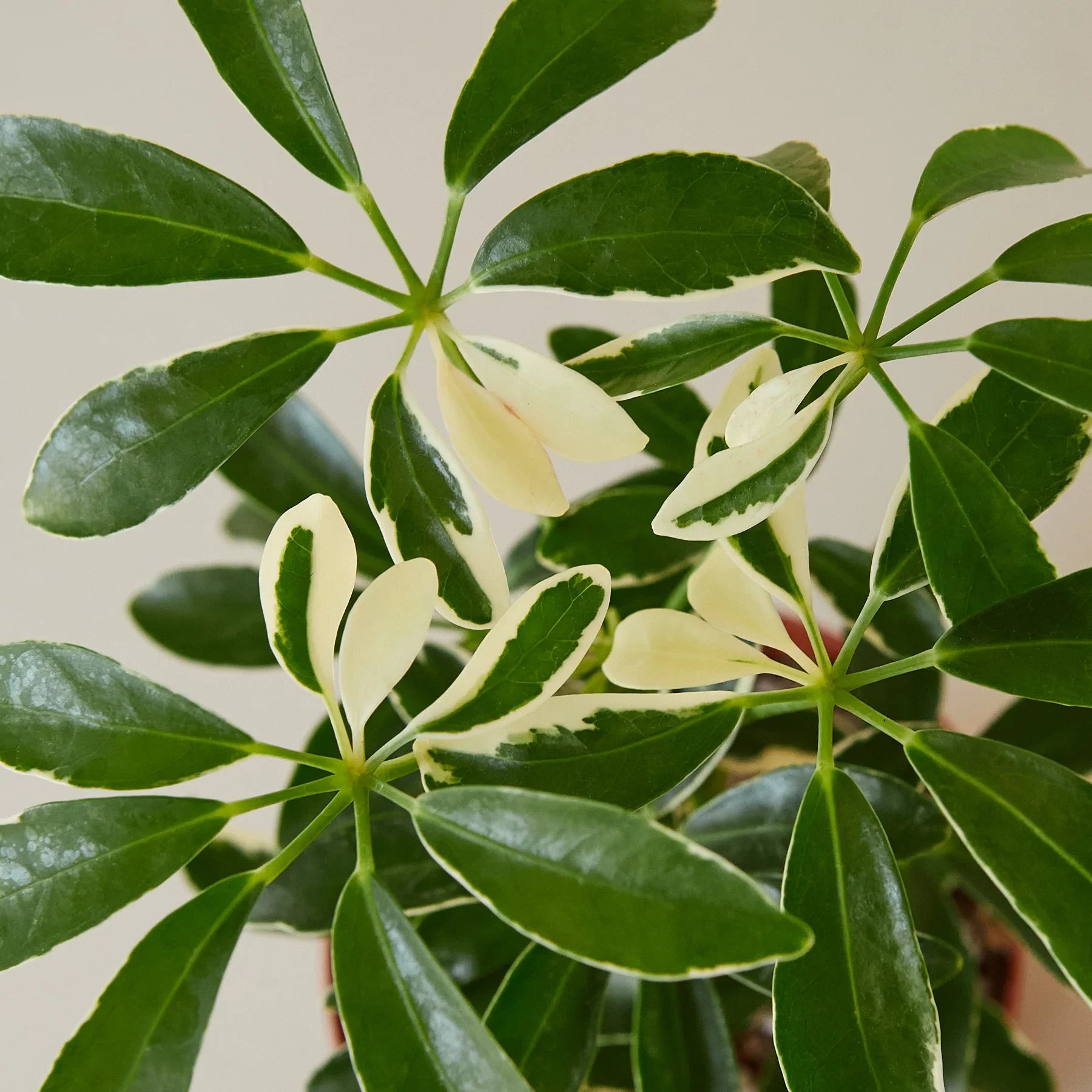 Schefflera Actinophylla growing in a container garden