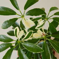Schefflera Actinophylla growing in a container garden