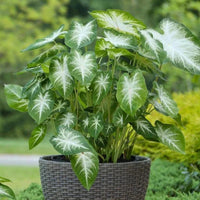 Caladium Flower Seeds for Planting – Hardy Variety, Heirloom, Non-GMO, High Germination Garden Seeds
 
 Sale seeds for home garden