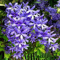 Ivy Flower seeds for Planting - Wildflower Mix, Heirloom & GMO Free Seeds for Home Garden