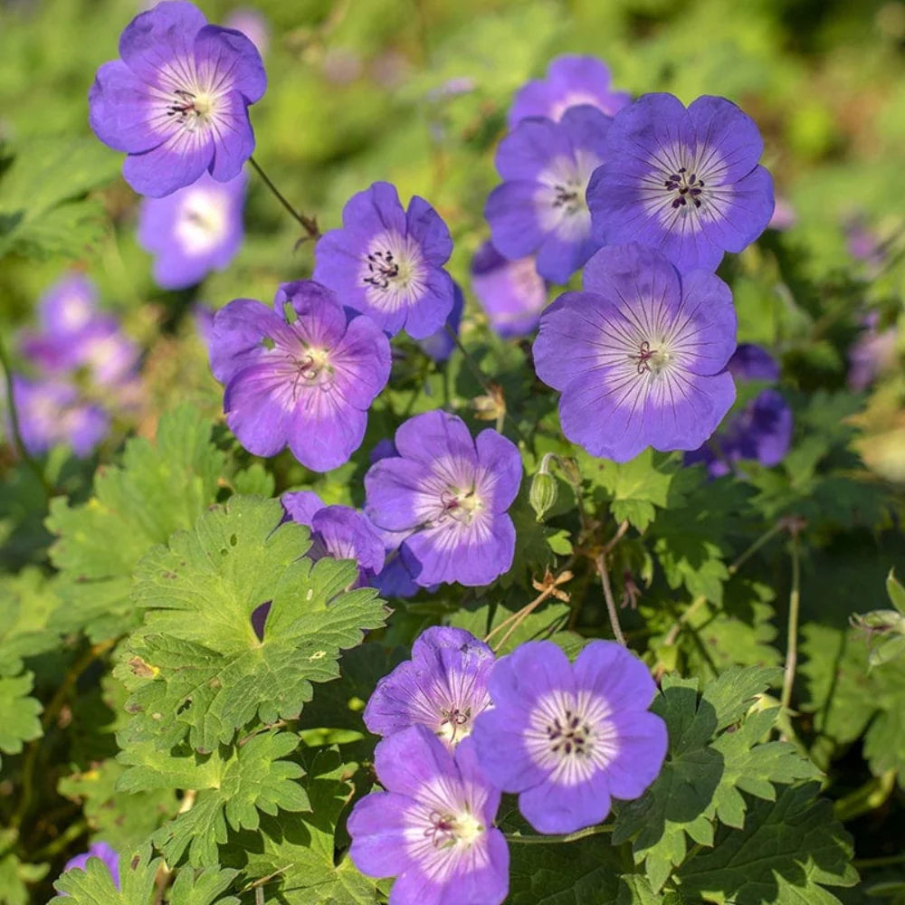 Geranium Pratense Flower seeds for Planting Premium Quality Heirloom & GMO Free Seeds for Home Garden