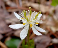 Goldthread (Goldthread Flower) seeds for planting in home garden