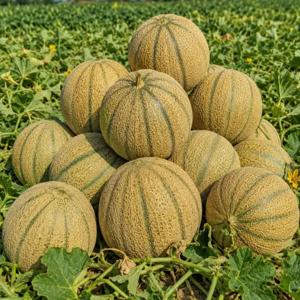 Hales Best Jumbo Melon Seeds – Sweet Cantaloupe Variety for Home Gardens