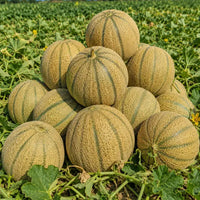 Hales Best Jumbo Melon Seeds – Sweet Cantaloupe Variety for Home Gardens