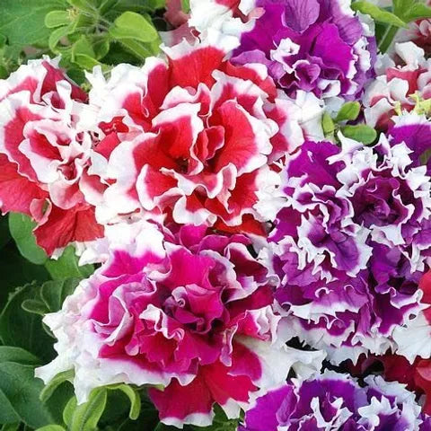 Mixed Colour Double Petunia Seeds for Planting Heirloom NONGMO Flower Seeds Vibrant Garden Blooms 
 
 Sale