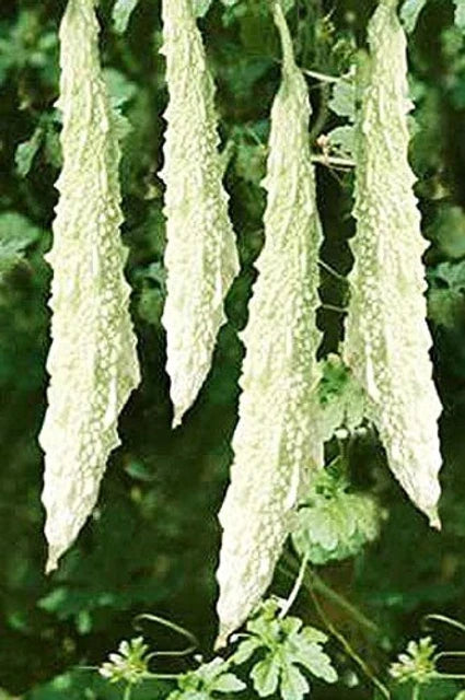 Healthy White Bitter Melon plant with lush green leaves in a vegetable garden.
