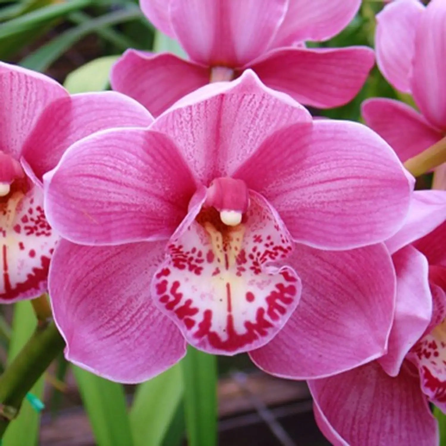 Nema Cymbidium Orchid Flower seeds for Planting - Drought Tolerant, Heirloom & GMO Free Seeds for Home Garden