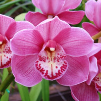 Butterfly Orchid Flower seeds for Planting - Easy to Grow, Heirloom & GMO Free Seeds for Home Garden