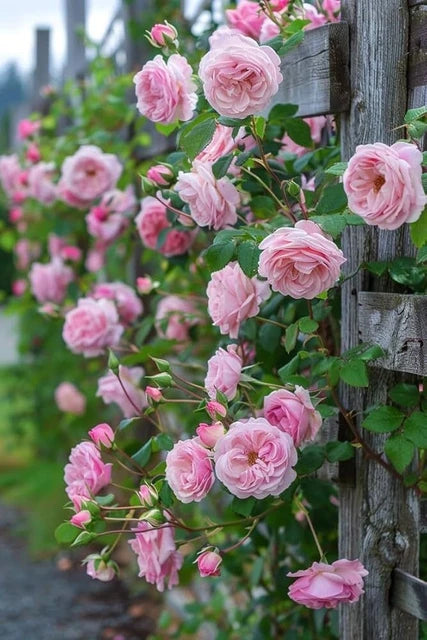 Pink Climbing Perennial Rose Flower Seeds for Planting Low Maintenance Heirloom & GMO Free Seeds for Home Garden
 
 Sale