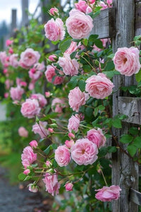 Pink Climbing Perennial Rose Flower Seeds for Planting Low Maintenance Heirloom & GMO Free Seeds for Home Garden
 
 Sale