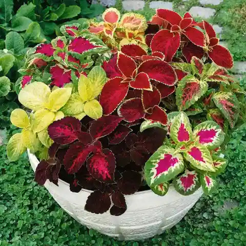 Fresh Coleus Flower seeds for Planting - Perfect for Borders, Heirloom & GMO Free Seeds for Home Garden