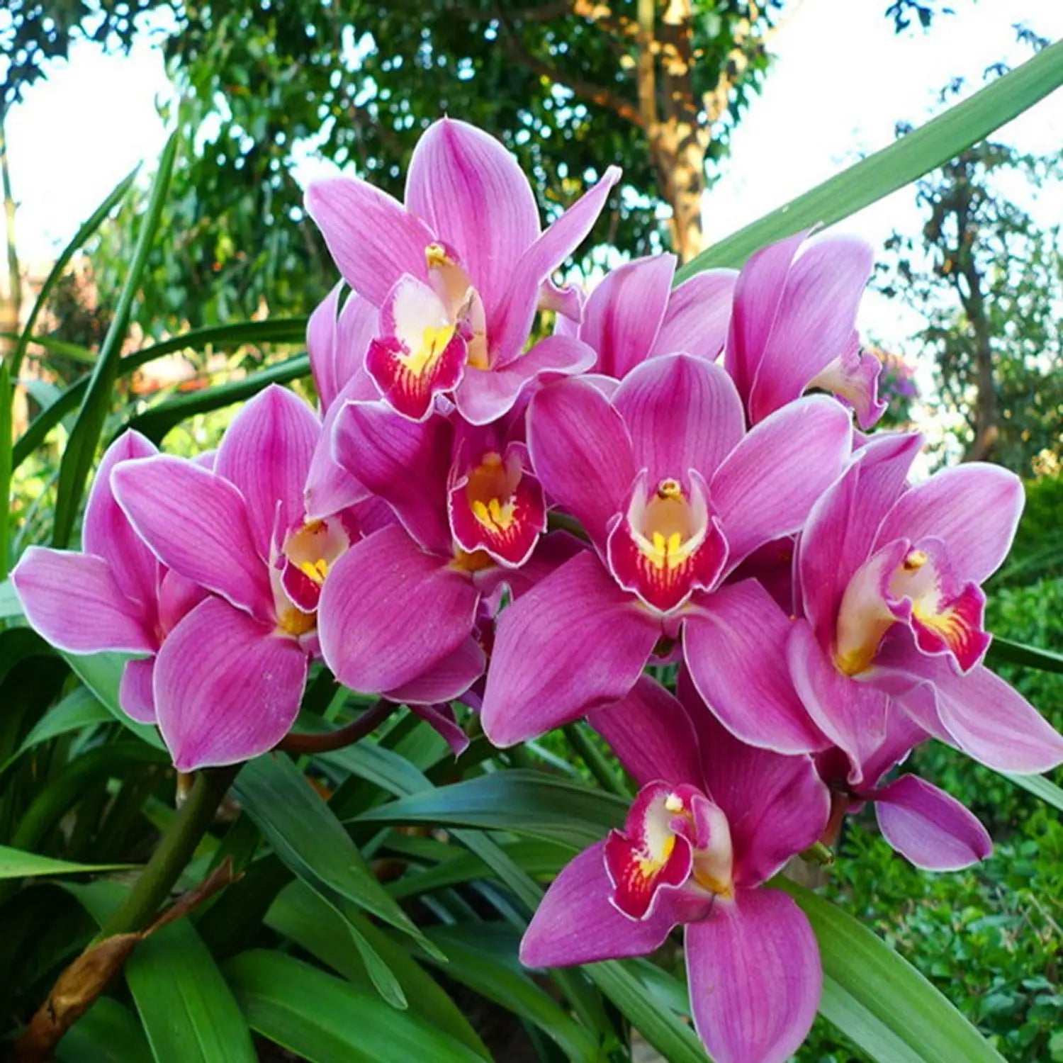 Butterfly Orchid Flower seeds for Planting Shade Tolerant Heirloom & GMO Free Seeds for Home Garden